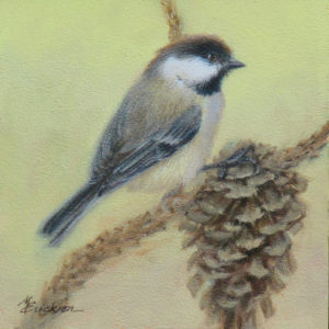 Chickadee in Pine