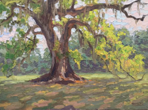 Live Oak on Kensington Plantation