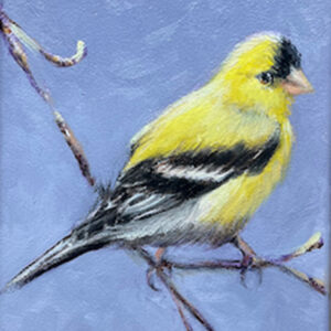 Goldfinch in Purple